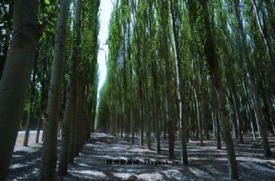 柯柯牙生态旅游景区