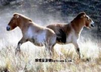 野马繁殖中心