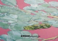 矮沙冬青植物园