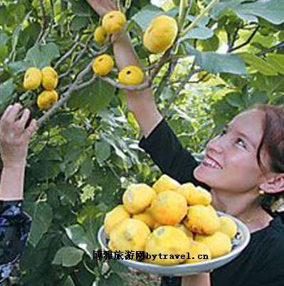 阿孜汗无花果园