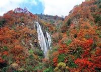 飞鹰绿色园