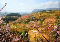 桃花山庄