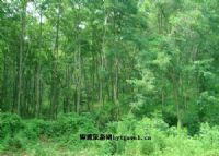白水方山森林公园