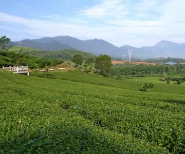 大明山万古茶场