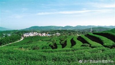 上林县万古茶园景区