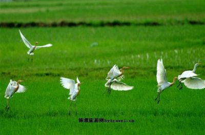万鹤山滨海湿地公园