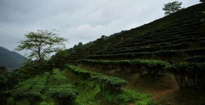 横县圣种南山白毛茶生态茶博园
