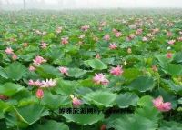 速生丰产林立种植养殖园区