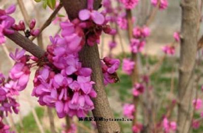 农业花卉基地