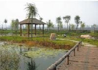 汾河湿地森林公园