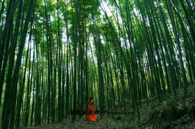 梁平百里竹海