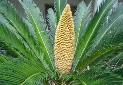 攀枝花苏铁保护区