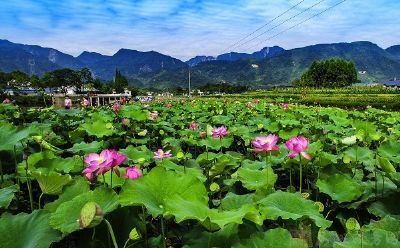 环湖碧荷园