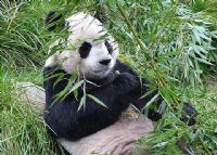勿角大熊猫保护区