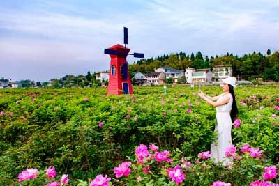 玫瑰花海景区