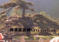 凤凰古松