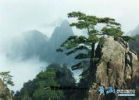 黄山松谷景区