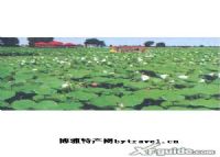 沈阳西湖