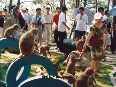 千岛湖猴岛