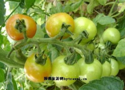 双庄古黄河现代农业