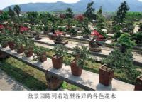 龙山花卉盆景园