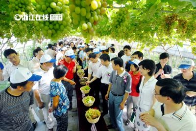 上虞盖北野藤葡萄园景区