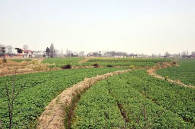 马家垸城址