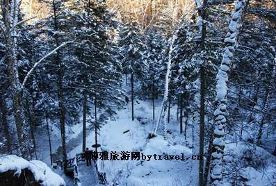 原始红松林