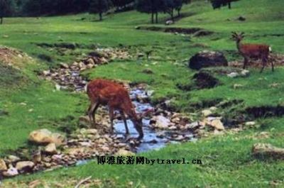 白山狩猎场