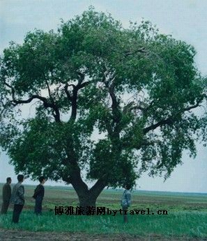 永胜大榆树