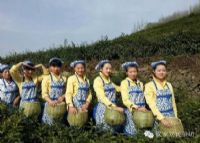 汉家刘氏茶园旅游景区
