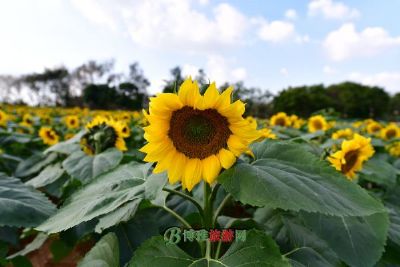 温江花田喜事 葵花基地