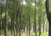 苏苑公园
