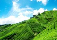 普陀山茶山