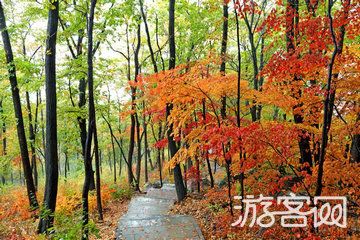 枫林谷