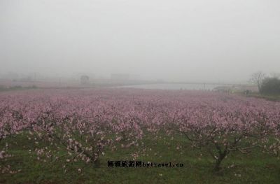 桃花崖