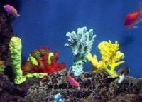 青冈县水族馆