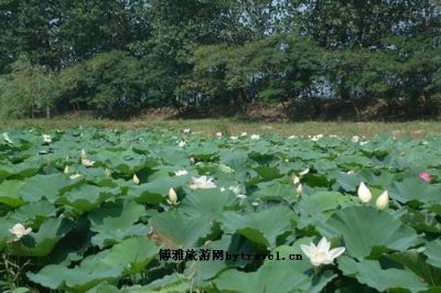 溱湖国家湿地公园