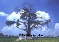 五样松