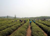巨峰镇茶文化旅游区